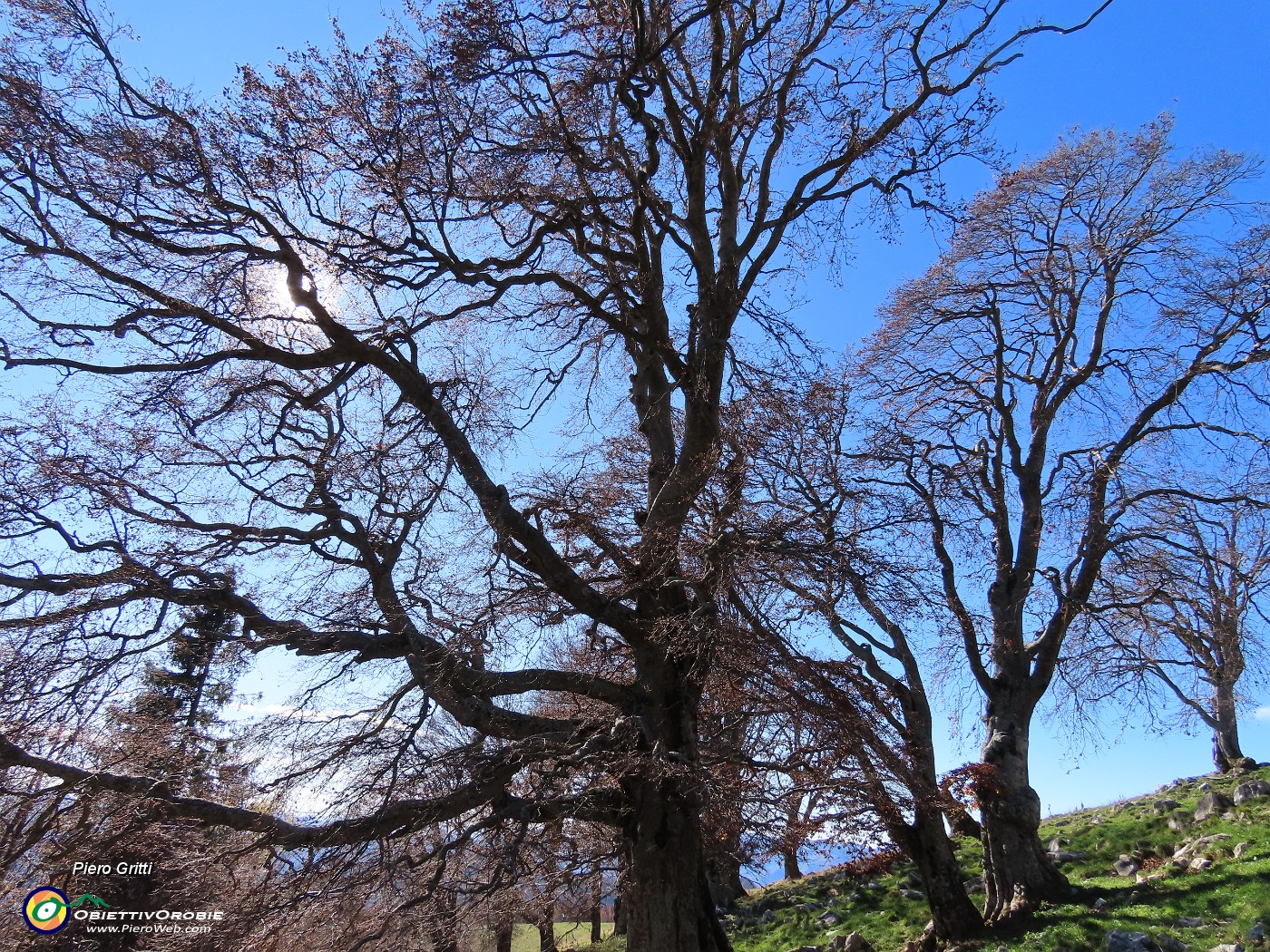 34 Faggi secolari del Menna.JPG